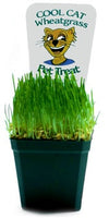 2 - Cool Cat Wheatgrass
